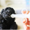 Baby Feeder Bottle Petstyle Puppy Dog Small Kitten Puppy Small Nipple Bottle Pet
