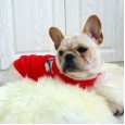 Pet clothes law fighting law bully bully clothes Coquibago pet dog dress red check big name style
