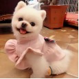 Dog clothes cute princess Yorkshire skirt teddy clothes pet clothing autumn and winter thickening new explosion models