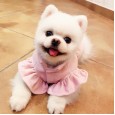 Dog clothes cute princess Yorkshire skirt teddy clothes pet clothing autumn and winter thickening new explosion models