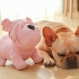 Dog toy bite-resistant molar puppies Labrador Alaska Bulldog toy